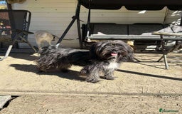 Mixed Breed dogs for adoption: ANGEL-3 yo, happy, friendly,loves people/dogs/cats - Image 3