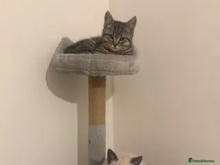 British Shorthair cats kittens for sale - Advert 7