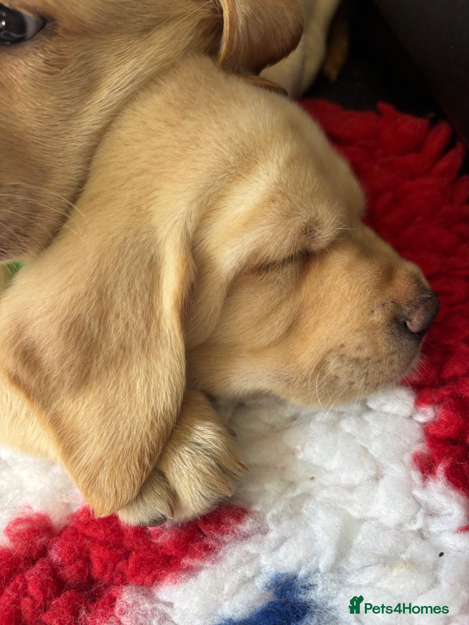 Labrador Retriever dogs Gorgeous KC Vet Checked Lab Puppies - Ready now - Advert 1