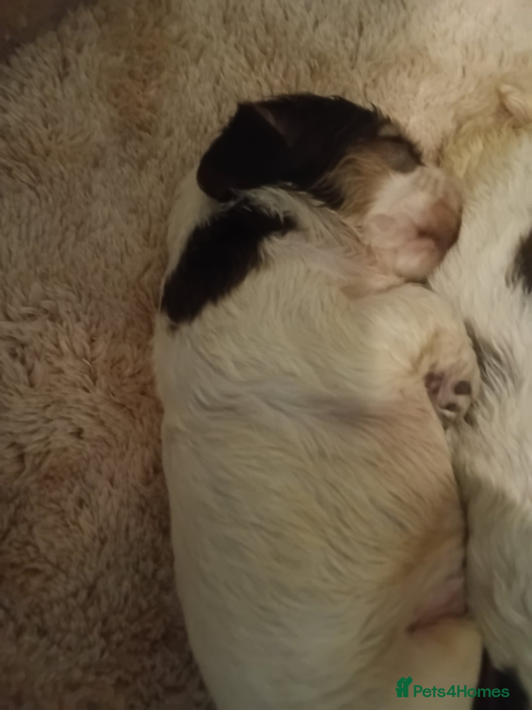 Cocker Spaniel dogs for sale: Show cocker spaniel  - Image 16
