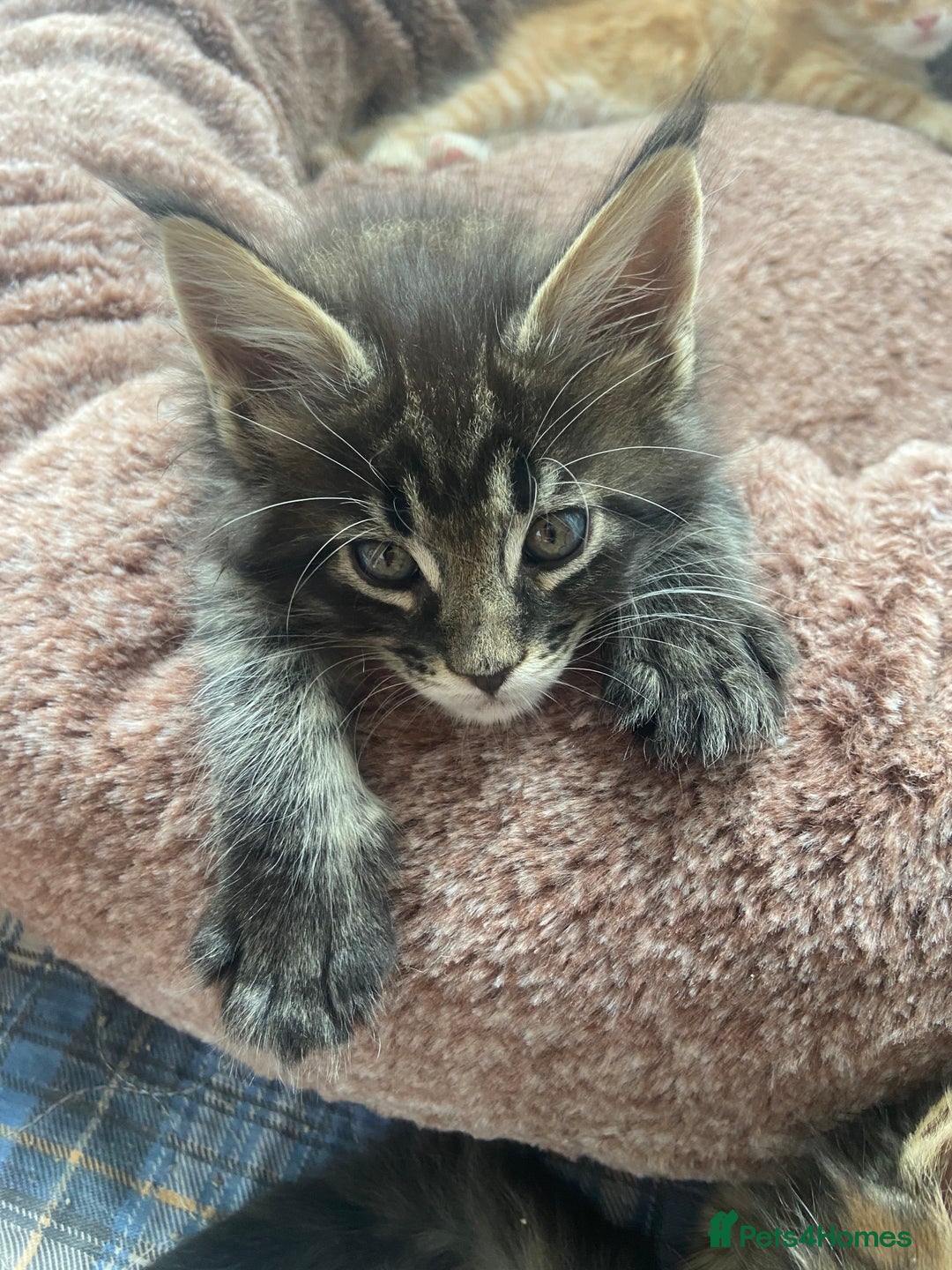 Maine Coon cats for sale: GCCF Registered Maine Coons Ready 16th August  in Banbury - Image 30