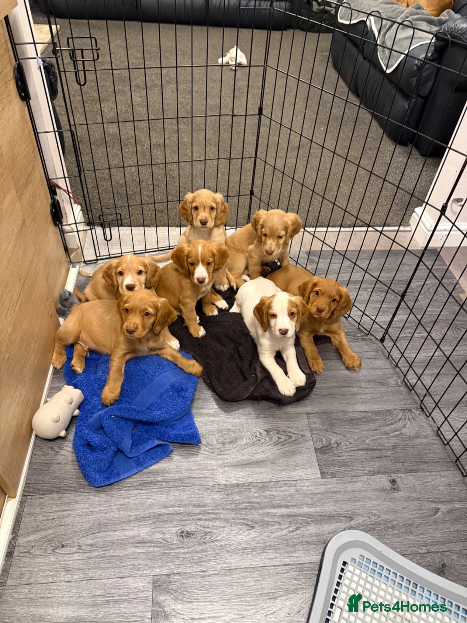 Cocker Spaniel dogs Ready to Re home Cockers  - Advert 16
