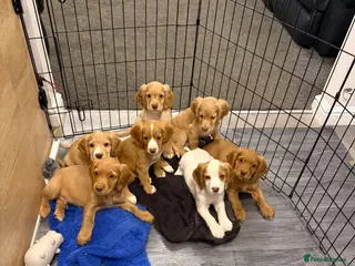 Cocker Spaniel dogs Ready to Re home Cockers - Advert 16