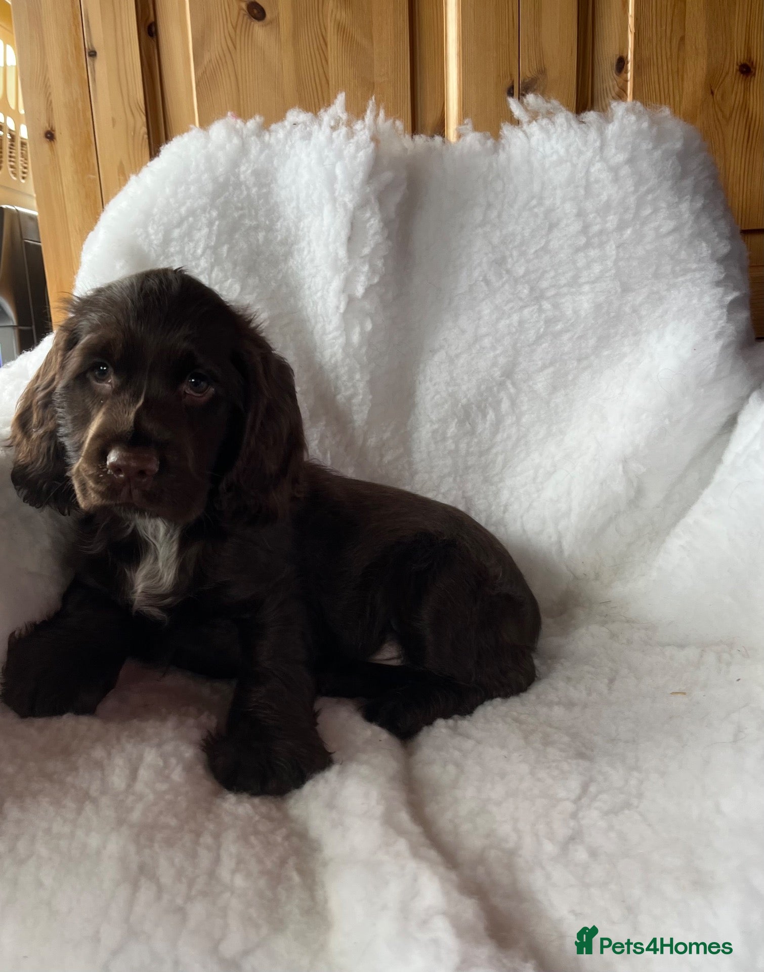Sprocker dogs Health tested Sprockers 🐶  - Advert 1