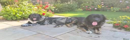 Caucasian Shepherd Dog dogs for sale: Caucasian Shepherd Puppies  - Advert 11