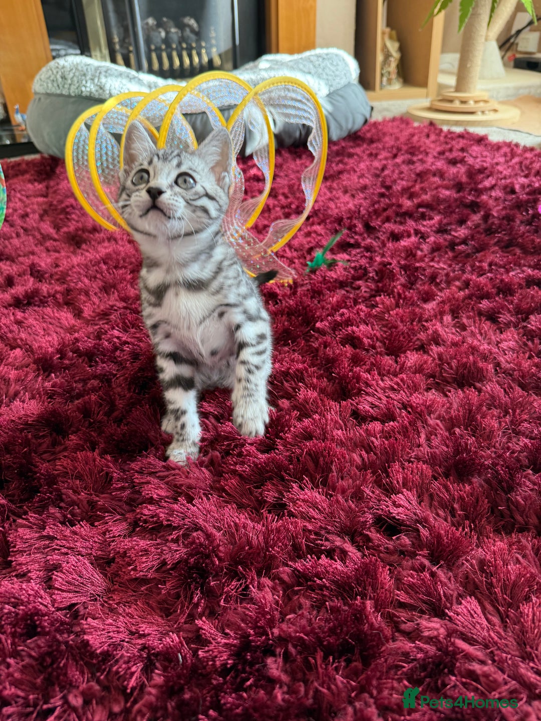 Bengal cats for sale: ⭐️Divine silver black spotted tabby bengal ⭐️ - Advert 12