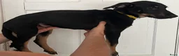 Mixed Breed dogs for sale:  **Only 8 left** Belgian Malinois x Dobermann pups - Advert 9