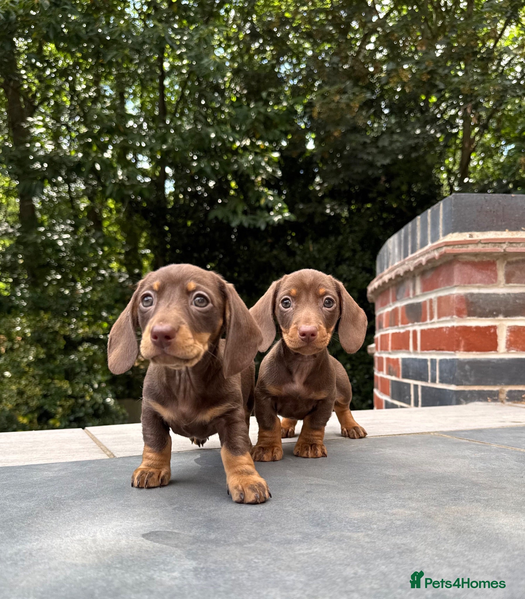 Miniature Dachshund dogs Ready now. KC. PRA Clear. Mini Dachshunds.Stunning - Advert 17