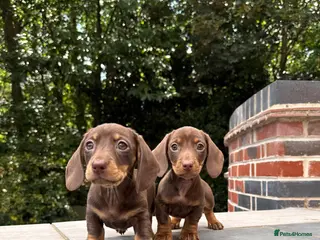 Miniature Dachshund dogs Ready now. KC. PRA Clear. Mini Dachshunds.Stunning - Advert 17