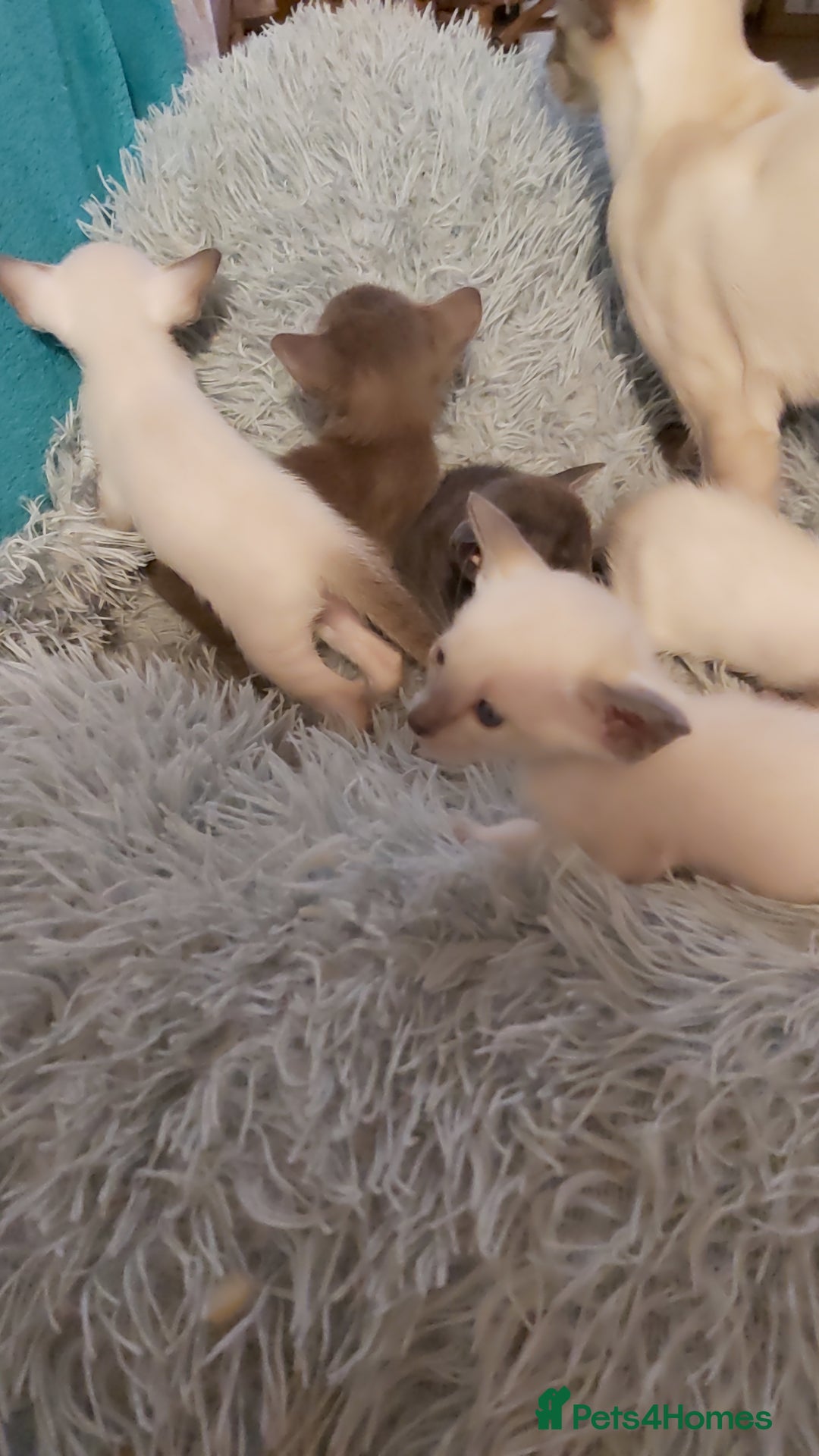 Oriental cats for sale: Full Pedigree Oriental 6 Kittens XL size ears GCCF - Image 13