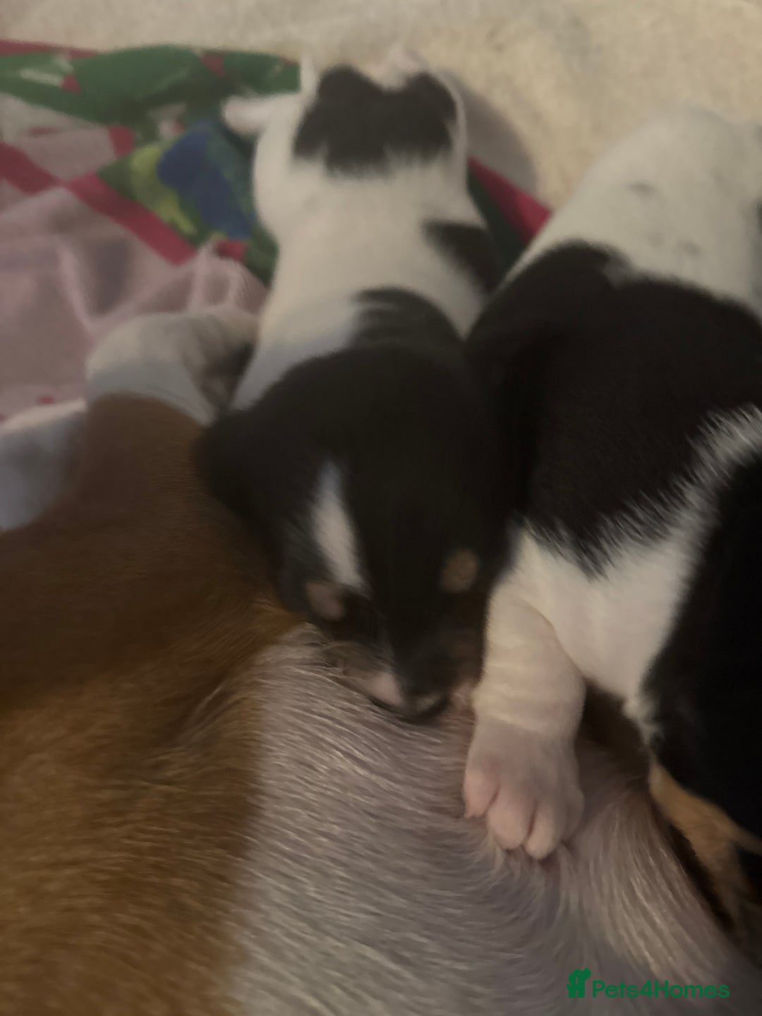 Jack Russell dogs for sale: 3 boys 1 girl - Image 11