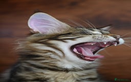 Maine Coon cats for sale: 👑 6 Majestic, health tested Kittens- TICA reg 🧬 - Image 22