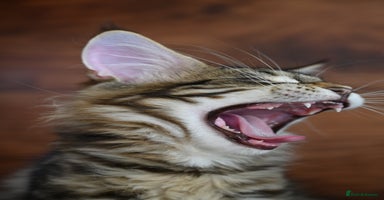 Maine Coon cats - Advert 2