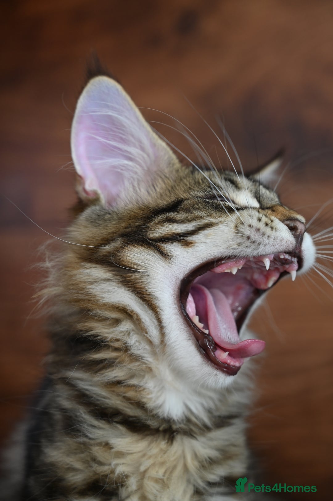 Maine Coon cats for sale: 👑 6 Majestic, health tested Kittens- TICA reg 🧬 - Image 22