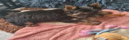 Yorkshire Terrier dogs for sale: Fearless Spirit, Affectionate Heart — Yorkies  in Sunderland - Advert 2