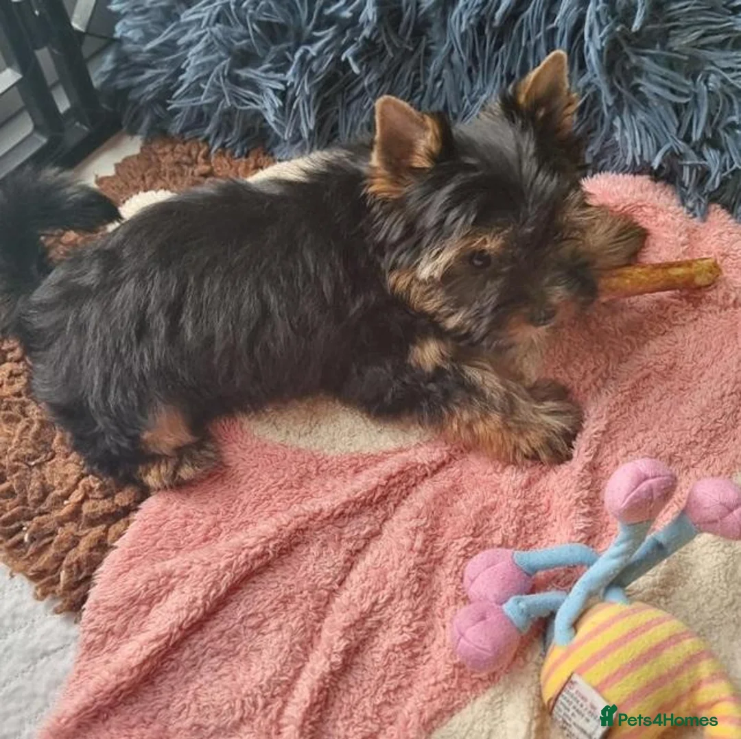 Yorkshire Terrier dogs for sale: Fearless Spirit, Affectionate Heart — Yorkies  in Sunderland - Advert 2