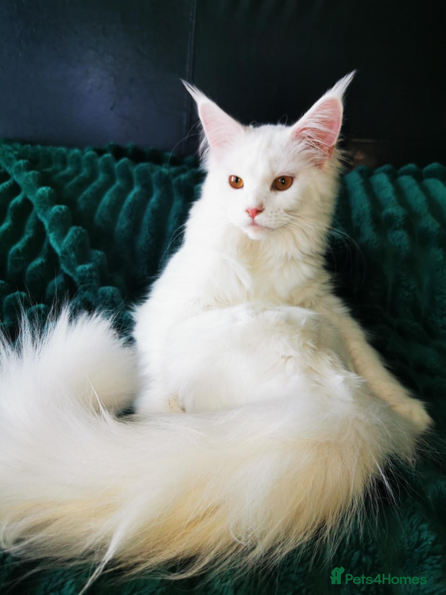 Maine Coon cats A Touch of Magic: White Maine Coon Girls Available - Advert 2