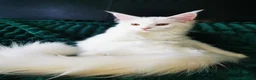 Maine Coon cats for sale: A Touch of Magic: White Maine Coon Girls Available - Advert 1