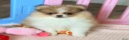 Pomeranian dogs for sale: Ready now Last little Boy … Pomeranian puppies  - Advert 17