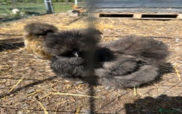 Chickens poultry for sale: Silkie chicks  in King's Lynn - Image 3