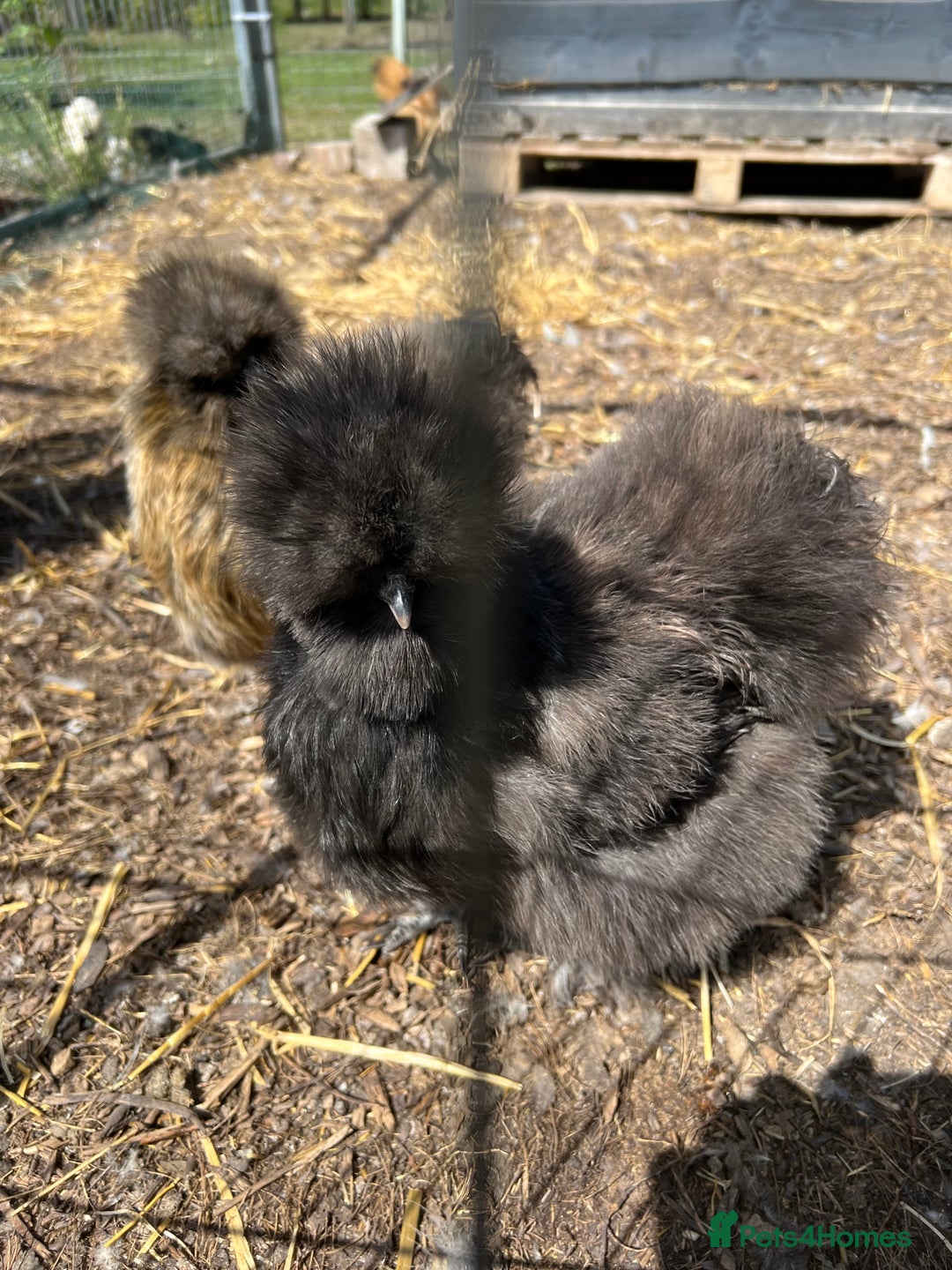 Chickens poultry for sale: Silkie chicks  in King's Lynn - Image 3