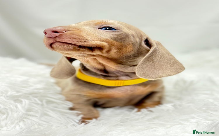 Miniature Dachshund dogs - Advert 2