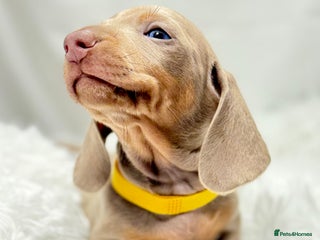 Miniature Dachshund dogs - Advert 2