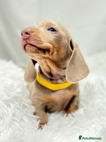 Miniature Dachshund dogs - Advert 2