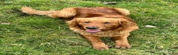 Golden Retriever dogs for stud: kc fox red retriever stud - Advert 1