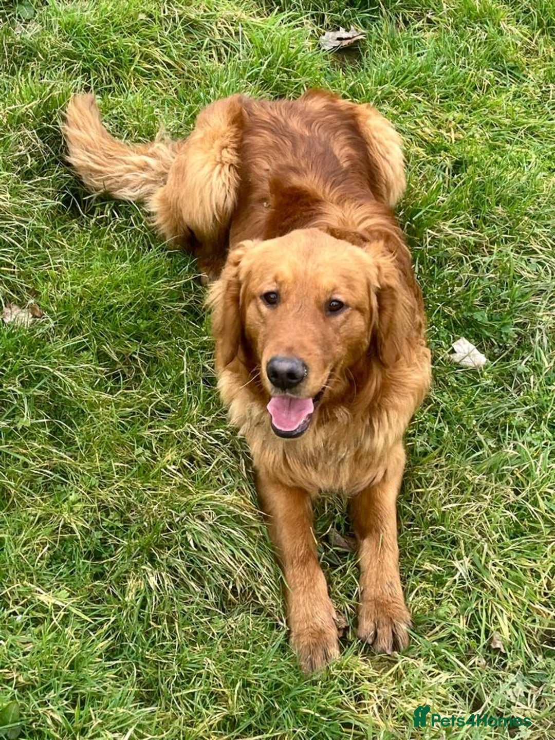 Golden Retriever dogs for stud: kc fox red retriever stud - Advert 1