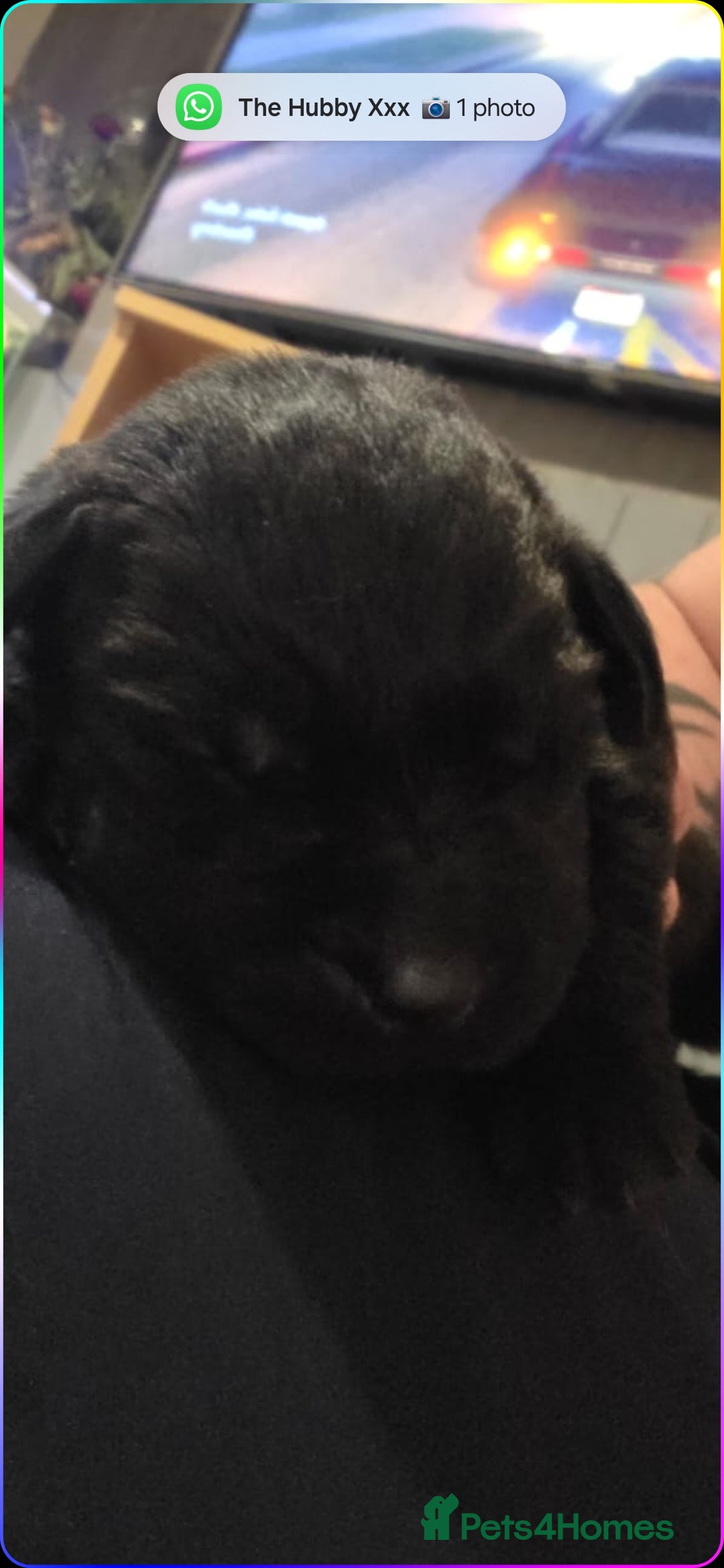 Labrador Retriever dogs for sale: Kc registered labrador  - Advert 7