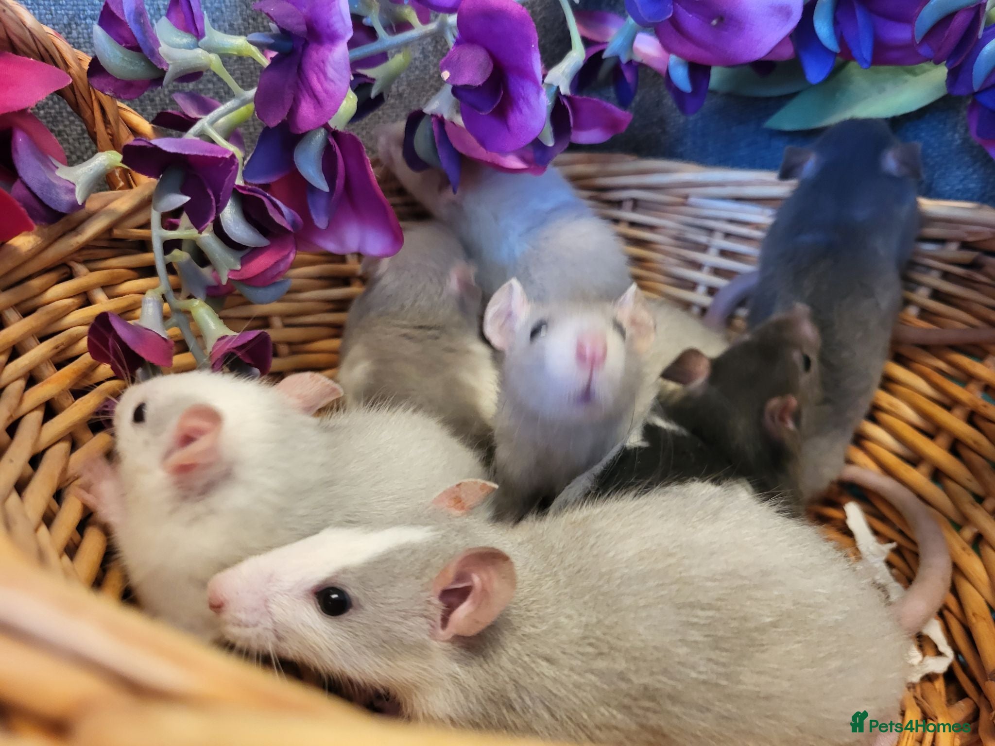 Rat rodents Friendly rat babies - Advert 5