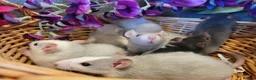 Rat rodents for sale: Friendly rat babies - Advert 1
