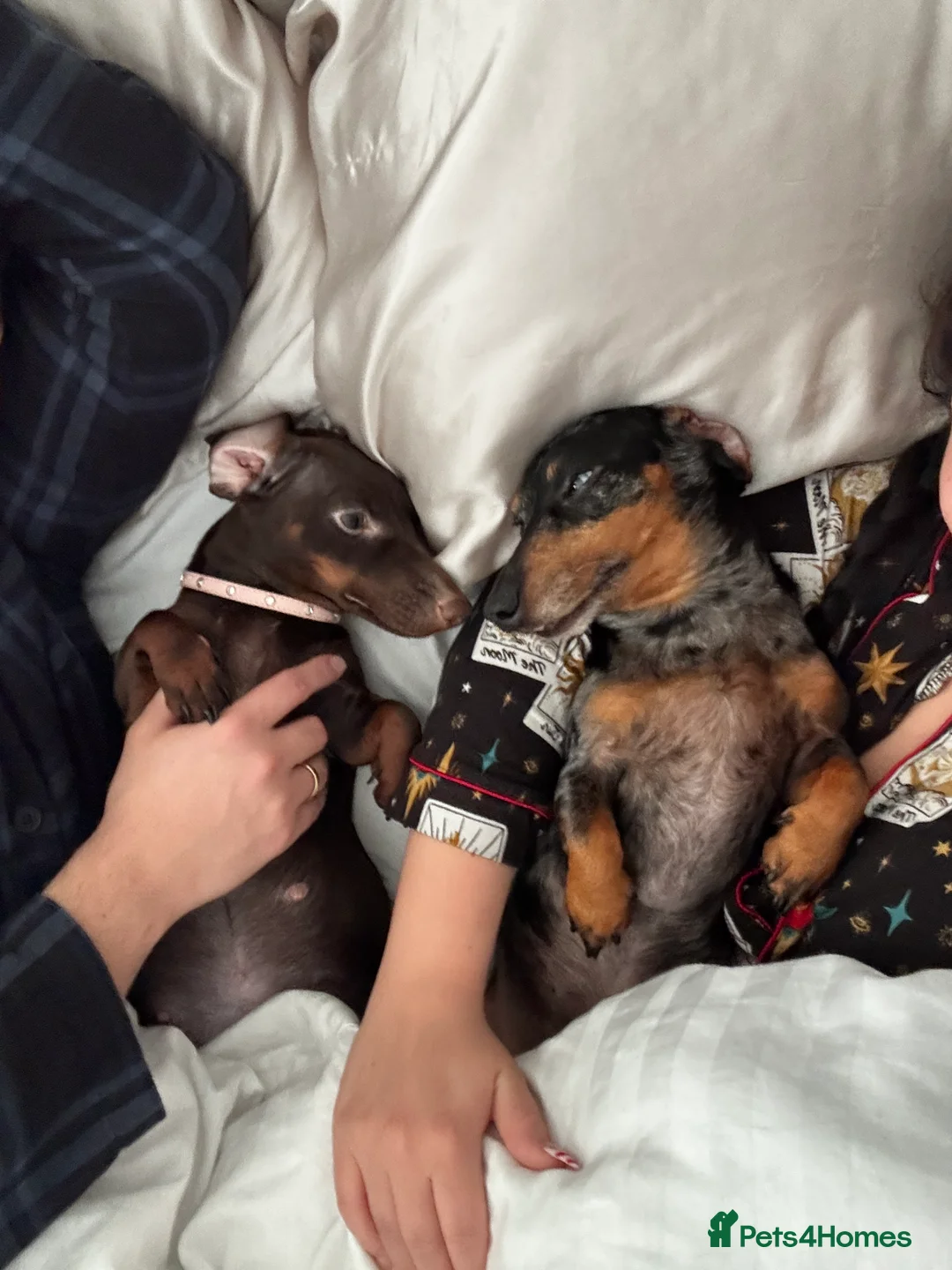 Miniature Dachshund dogs for sale: MINI DACHSHUND PUPPIES💕 KC REGISTERED/PRA CLEAR  - Advert 4