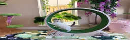 Ragdoll cats for sale: Show quality Ragdoll kittens from champion lines - Advert 6