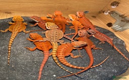 Bearded Dragon reptiles for sale: Baby high red morph bearded dragons  - Image 2