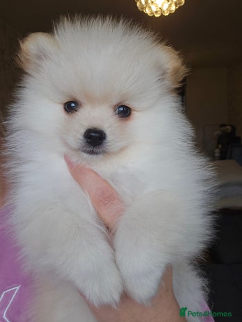 Pomeranian dogs 2 cream/white girls 🩷 8 weeks old - Advert 4