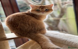 British Shorthair cats for sale: GCCFreg BSH & BLH Chocolate & Black Golden Kittens - Image 29