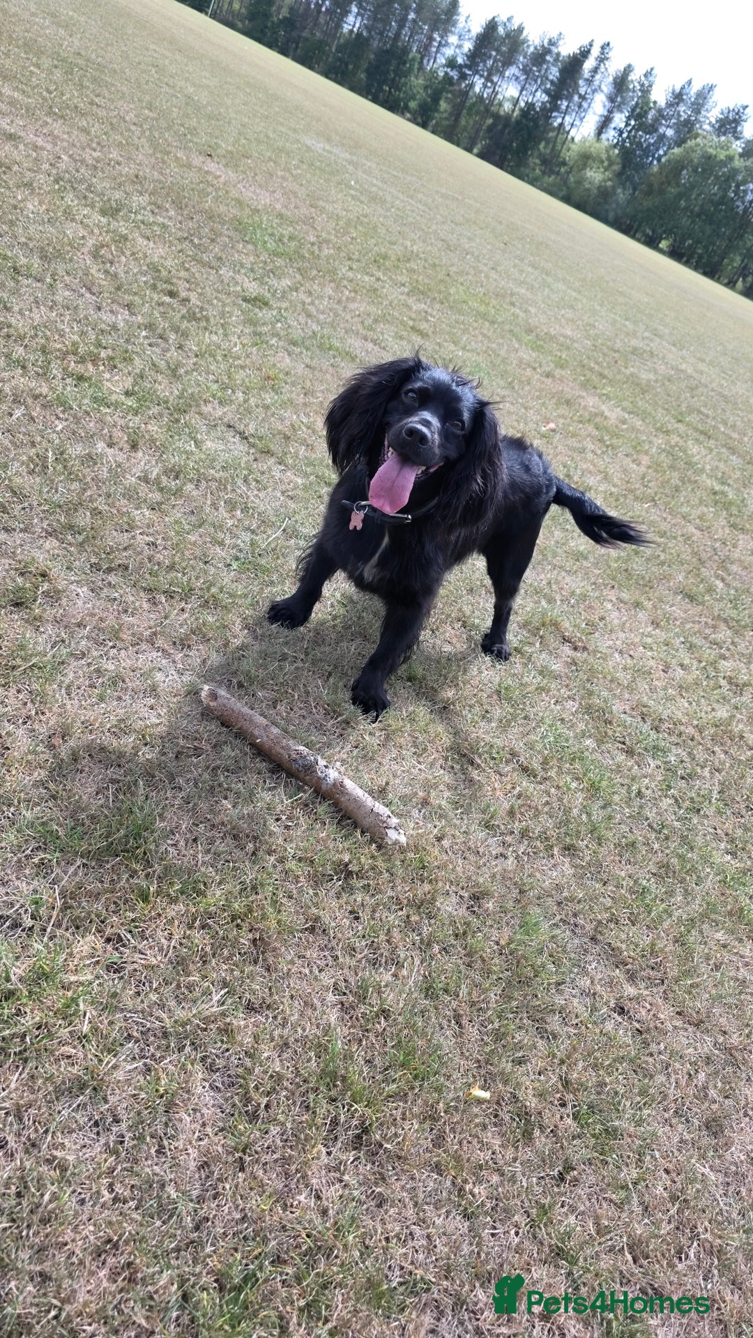 Cocker Spaniel dogs for sale: ✨️ 🐾COCKER SPANIEL🐾✨️- ⚠️LITTER DUE DECEMBER ⚠️  - Advert 5
