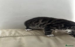 Bengal cats for sale: Stunning Silver & Charcoal Bengal Boys & Girls! - Image 16