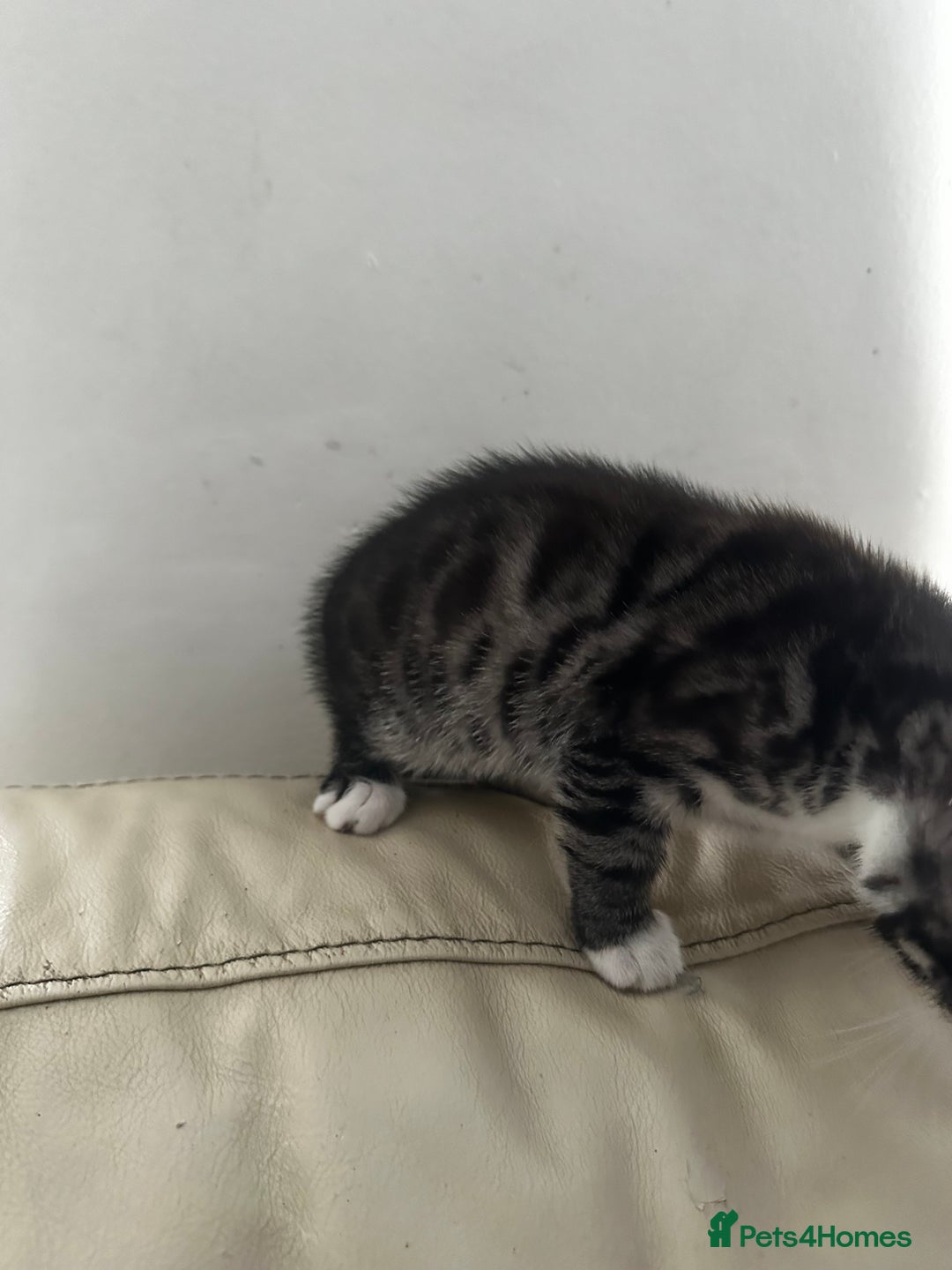 Bengal cats for sale: Stunning Silver & Charcoal Bengal Boys & Girls! - Image 16