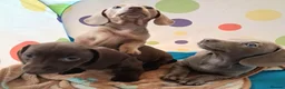 Miniature Dachshund dogs for sale: Whitney - Advert 5