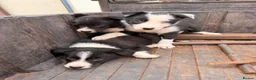 Border Collie dogs for sale: Beautiful male collie pups  - Advert 5