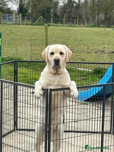 Labrador Retriever dogs Litter of Show Labrador Retriever Puppies - Advert 2