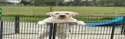 Labrador Retriever dogs for sale: Litter of Show Labrador Retriever Puppies - Advert 2