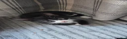Mixed Breed cats for sale: Gorgeous Black and white male kitten - Advert 2