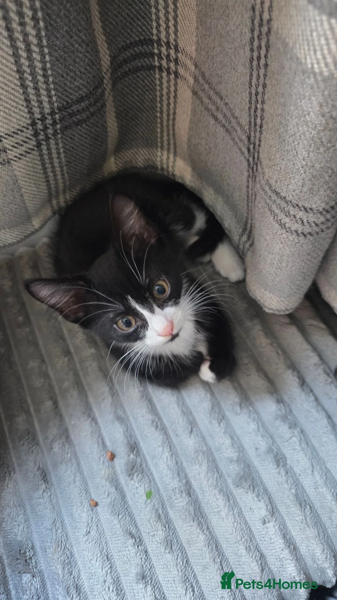 Mixed Breed cats for sale: Gorgeous Black and white male kitten - Advert 2