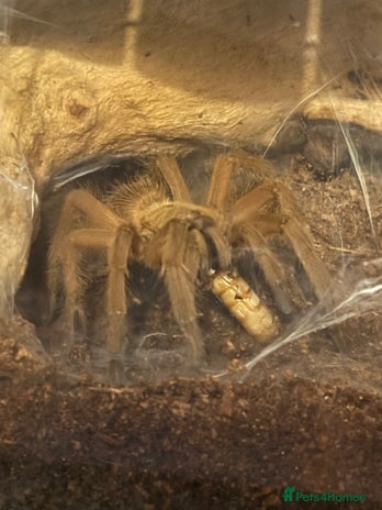 Tarantulas invertebrates - Advert 10