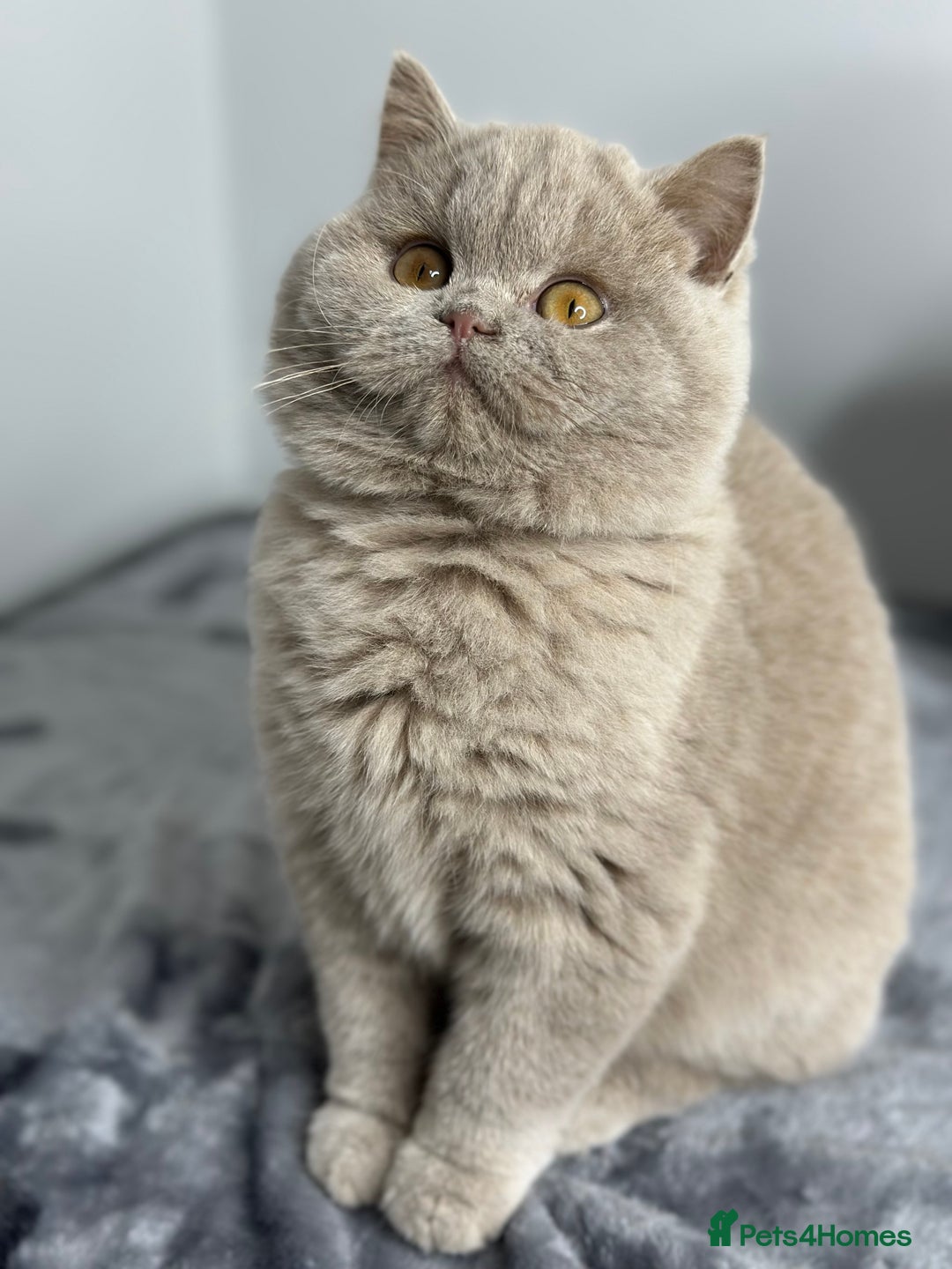 British Shorthair cats for sale: British shorthair Fawn - ONLY 2 kittens left  - Advert 2