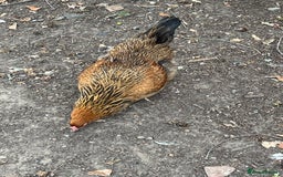 Chickens poultry for sale: Point of laying hen in Eltham read  advert thanks  - Image 8